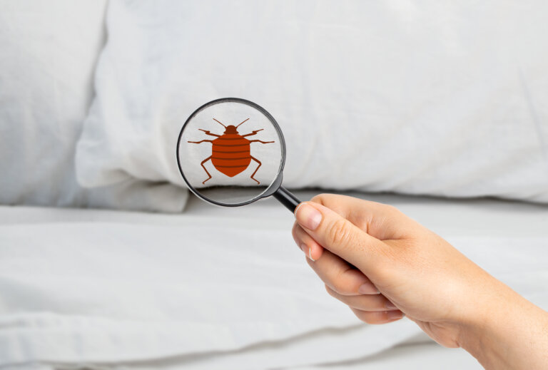 Bed Bug Attorneys serving New York, Manhattan, Brooklyn and Queens County