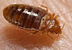 New-York-Bed-Bug-Attorneys-serving-New-York-City-Brooklyn-and-Queens-County