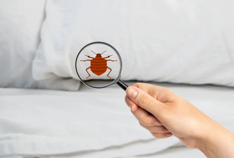Bed Bug Infestations: Hotel Responsibilities and Obligations to Guests